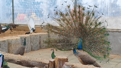 临沂花式闹元宵全攻略：灯会、赏花、优惠、演艺一键收藏！