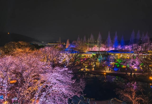 挤疯了！无锡鼋头渚夜樱 “炸街”，这场面给老外看都能吓一跳