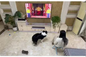 笑不活了！狗子成精了！一边看电视剧，一边三拜九叩，学人家上朝图片