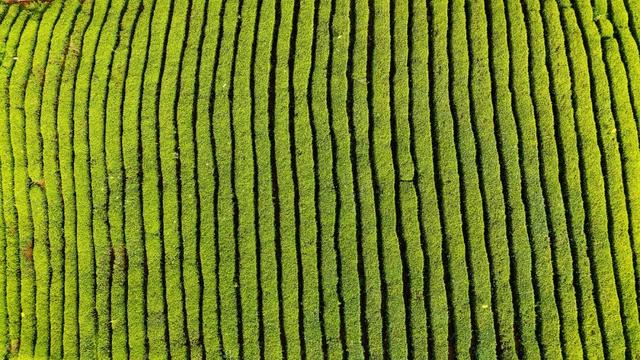 万源：赴春日之约，赏茶绿樱红