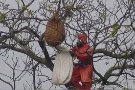 为摘马蜂窝，四川一男子命丧35米高大树，却不是马蜂蜇死的！图片