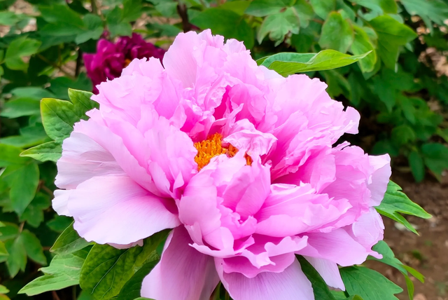 给80棵树搬家！石家庄2万株牡丹花海仅5元