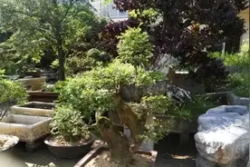 农村的这八种老石器，已经价值不菲图片