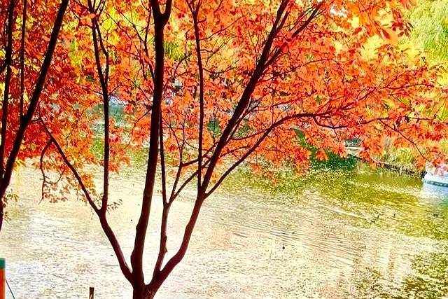 父母在人生尚有来处，父母去人生只剩归途。读懂这句话，需要多久