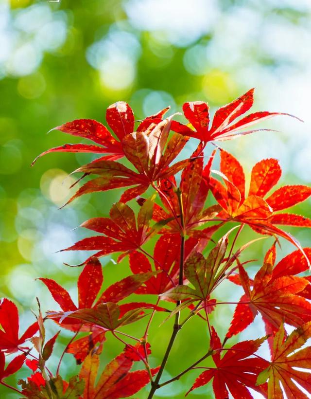 南京这个地方的红枫美景，简直美“枫”了