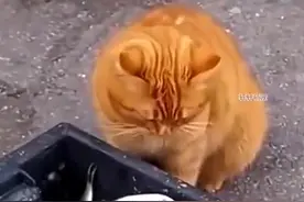 公猫从鱼摊上偷鱼给怀了孕的母猫吃，好心老板假装看不到图片