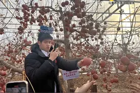 阿克苏苹果的魅力，让潘展乐化身果农图片