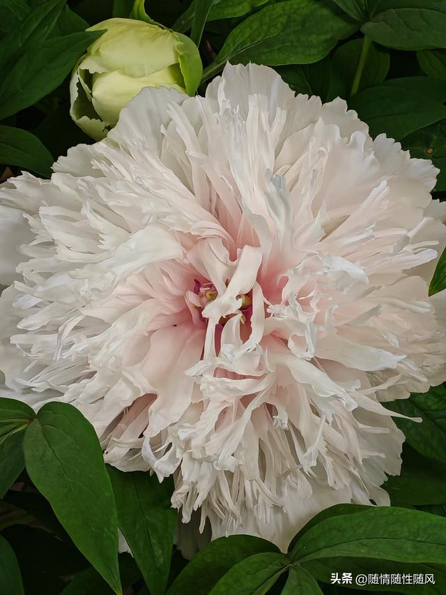 身为洛阳人，年年去牡丹园看花