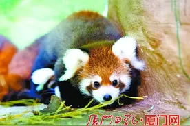 厦门新生小熊猫三胞胎正式与游客见面！图片