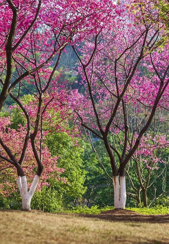 一半是安逸养老，一半是熬夜天堂！这座城冬天有鲜花，凌晨有人潮