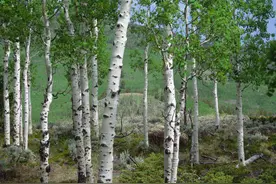 老祖宗说“5树不能砍，福散穷来伴”，哪5种树？为何不能砍？图片