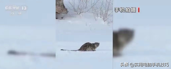 雪豹咬人内幕曝出！村支书还原真相，央视发文怒批，当事人被打脸