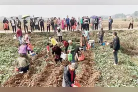 株洲渌口：城里人为什么爱上去乡下赶集？图片