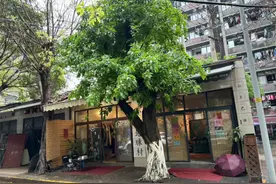 “阴树不进家门，阳树不进坟墓”，哪些是阴树，你家里有吗？图片