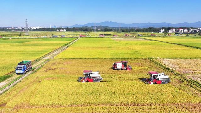 中央定调：10月1日起，农村基本农田将迎来新禁令，涉及家家户户