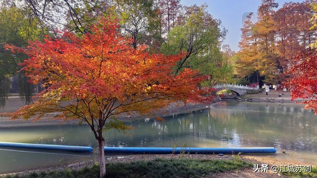 霜影下的城市绯霞