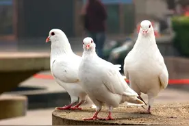鸽子肉是“发物”，癌症患者不能吃？提醒：这几种食物才真的要命图片