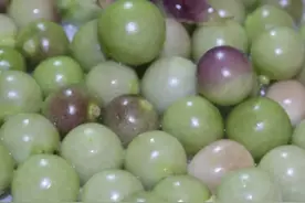 一种二物——苦蘵（灯笼果） 酸浆（菇茑）图片