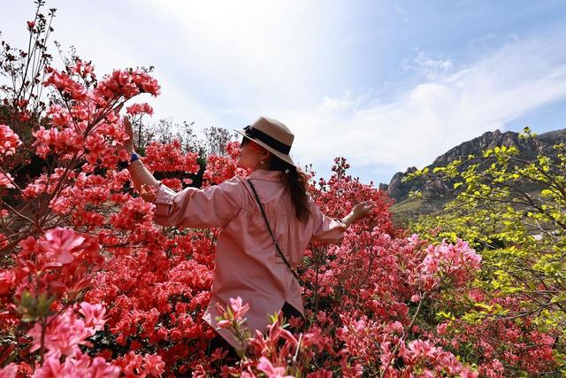 满山遍野的映山红