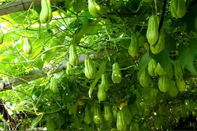 蔬菜界“超生员”佛手瓜，既是蔬菜也是水果，为啥如今鲜有人种植图片