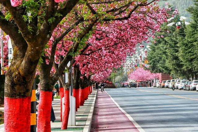 两当：一城繁花绘春色