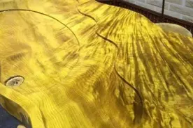 “一寸楠木一寸金”，一棵树能卖1700万，金丝楠木为何没人种？图片