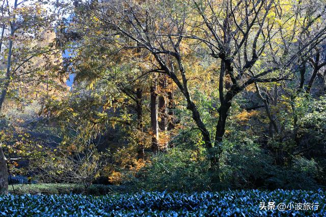 杭州冬日徒步，从古村到茶园，银杏金黄枫树染红，感受山野之乐