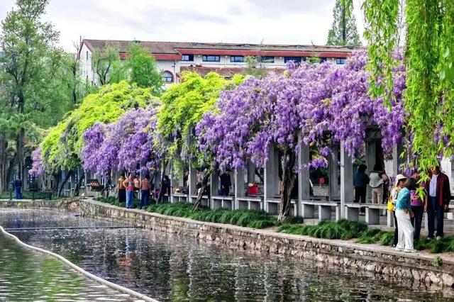 杭州春日“绝绝紫”瀑布已上线！