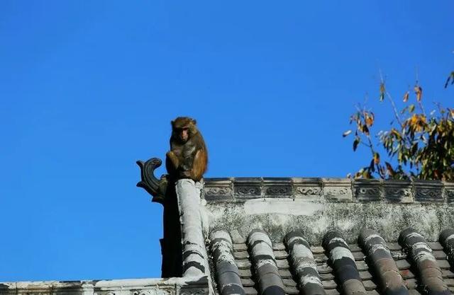 比大理浪漫！比昆明更近！高铁直达阳光小城，2万株蓝花楹美疯！观海登山，美食吃到爽！