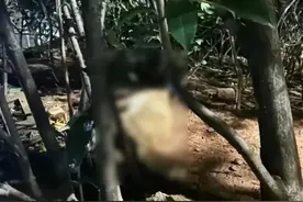 一外卖员将猫从26楼扔下摔死！警方介入！平台已拉黑图片