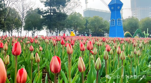 3月9日，新野郁金香花情播报！
