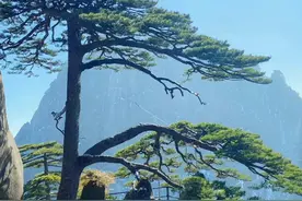 黄山上的迎客松，有着怎样的传奇与故事图片