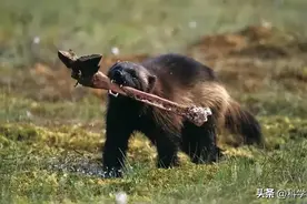 农村里常说“宁惹黄大仙，不招邪性獾”，“獾”指的是什么动物？图片