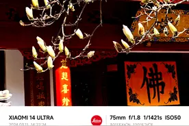 连松鼠都知道满城的玉兰花开了！有人翘班冲法喜寺玉兰，太子湾郁金香的进度条到哪里了？图片