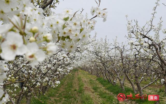 2026春踏青·蒲城梨花旅游推介活动正式启幕（组图）