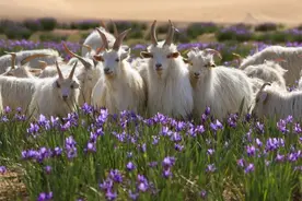 马兰花开，一场蓝紫色的浪漫~图片