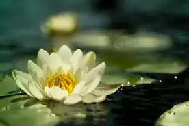 领导干部如何做到“廉而不刿”图片