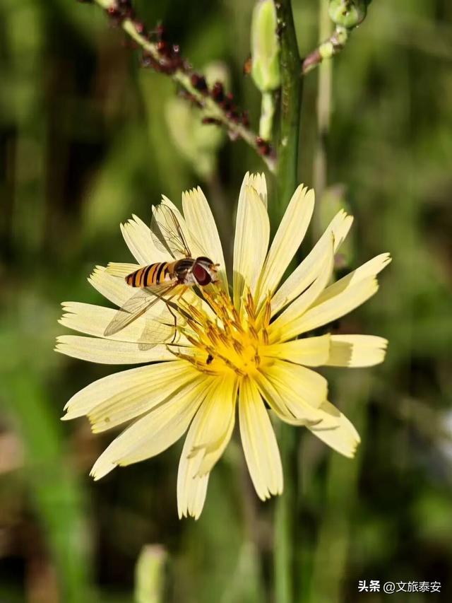 我在泰安找到一座山，藏着一片绝美的狗尾巴草和小雏菊花！