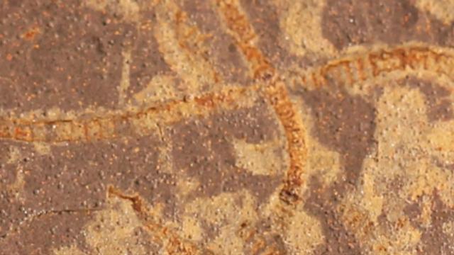 神秘的化学痕迹揭示了33亿年前地球上的生命