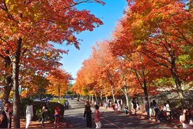 题西雅图红叶大道图片