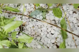 甘肃定西特大冰雹，毁了庄稼，现场视频来了。图片