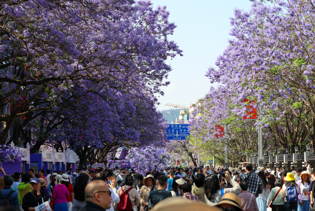 全城“追花”！航天北路开启“人从众”模式
