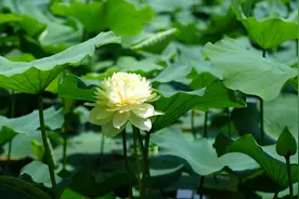 西安多个景区迎来今夏第一波荷花开放图片