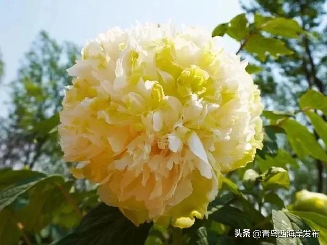 免费送票!西海岸这片牡丹花海惊艳全城