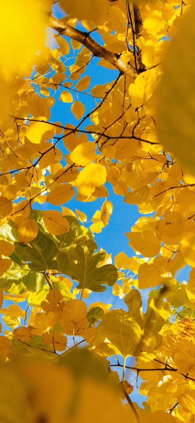 手机壁纸|iOS自然风光美景