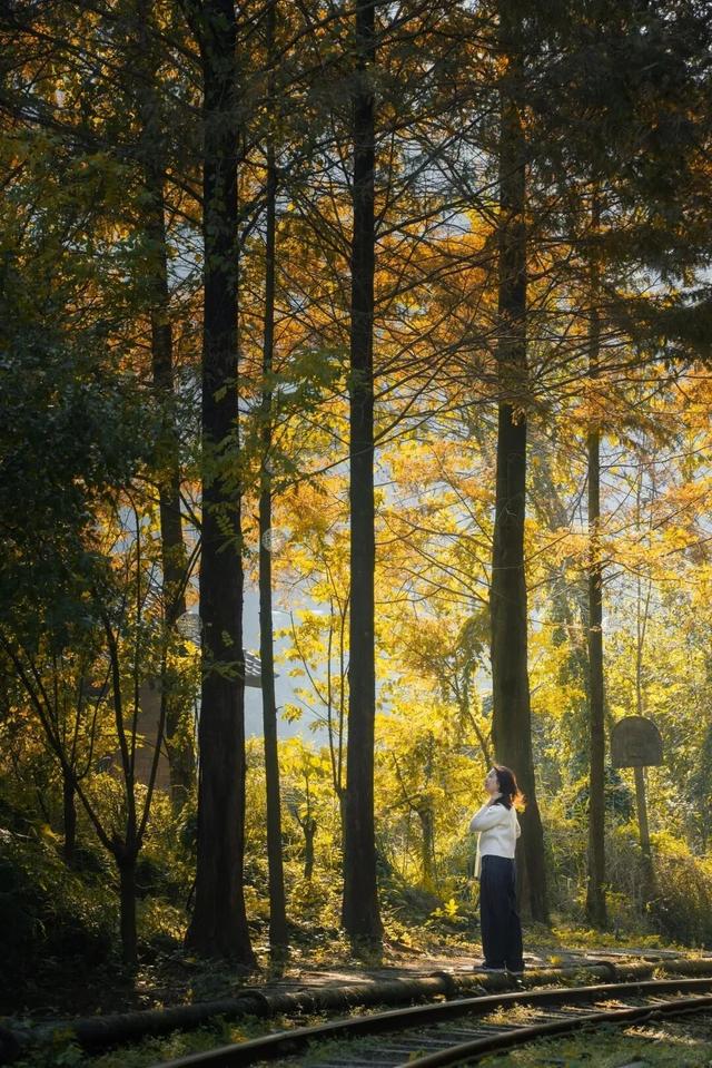 秋天还没过够？那就去乐山留住秋天！