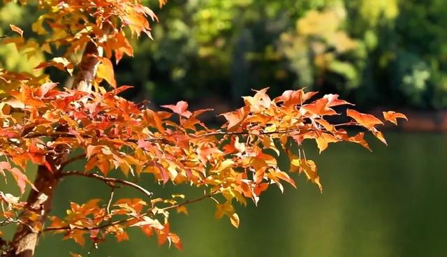 如画上犹，“枫”景独好！