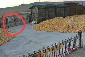 黑龙江老虎进村后续，伤者家属发声：我爸手臂被咬，保不住了图片