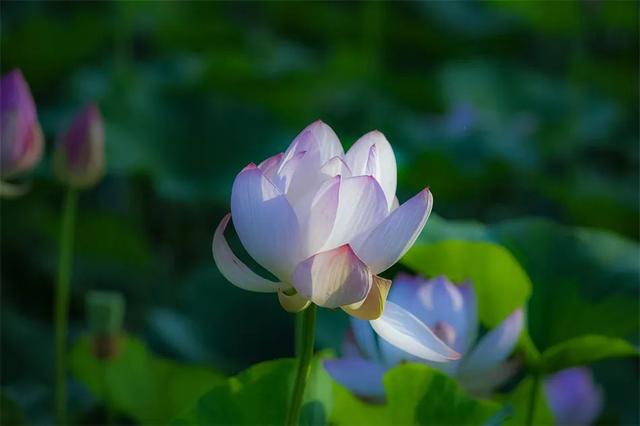镜瞰秦州·荷韵