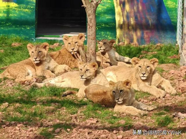 “五一”来绵阳三台！赏花海、品美食、游动物园、看水上表演……
